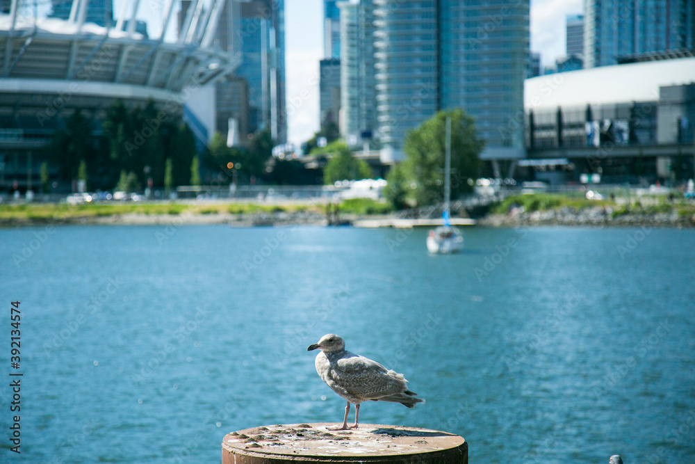 seagull seagull