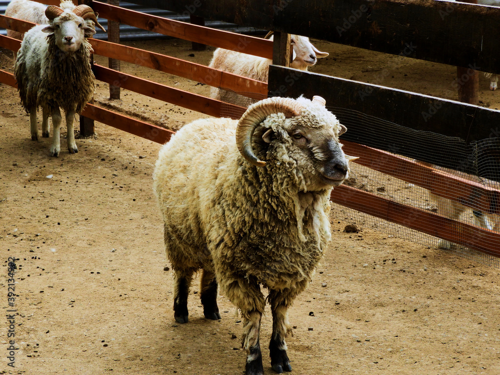 Obraz premium oveja de cuernos raros