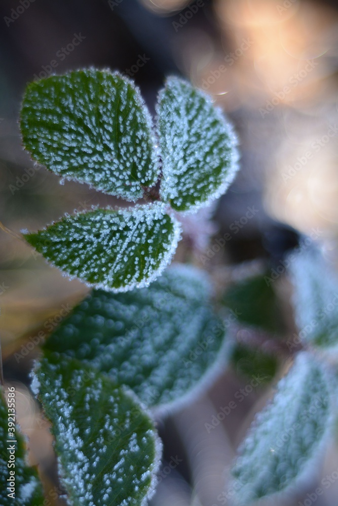 Blackberry leaves covered with hoarfrost are illuminated by the morning sun