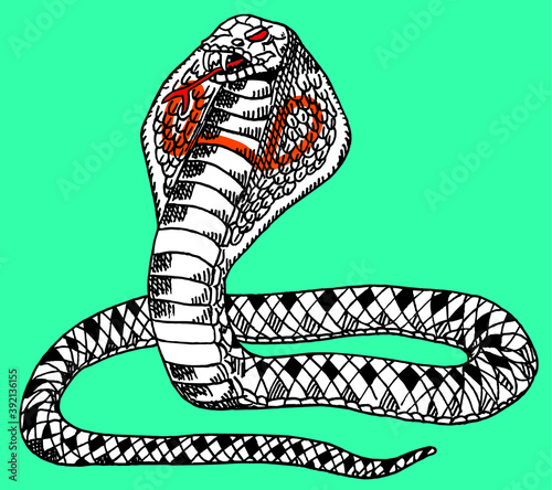 Portrait of a Naja snake about to strike in comics style and blue background. Vector illustration.