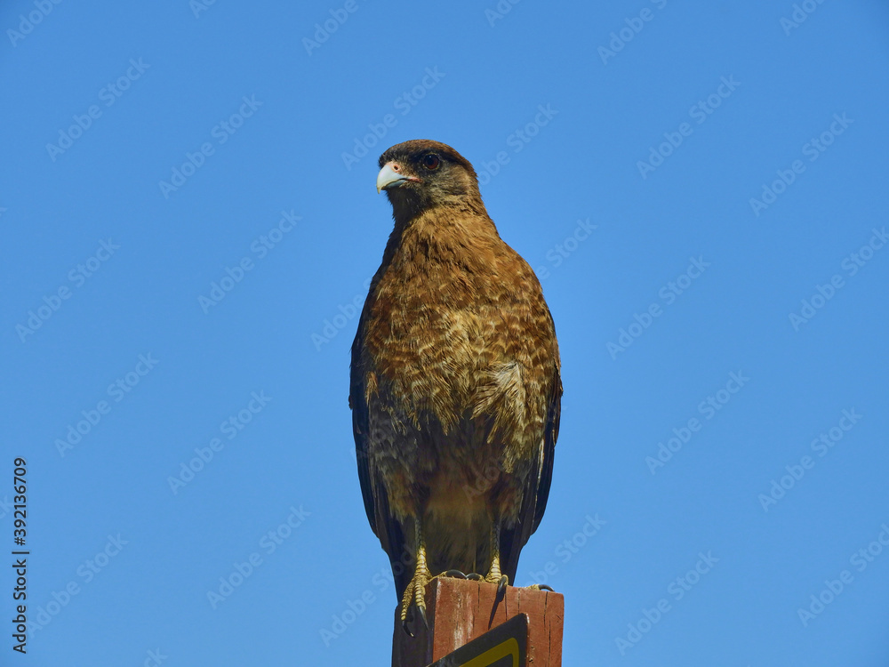 aguila posando en un palo aguila posando en un palo