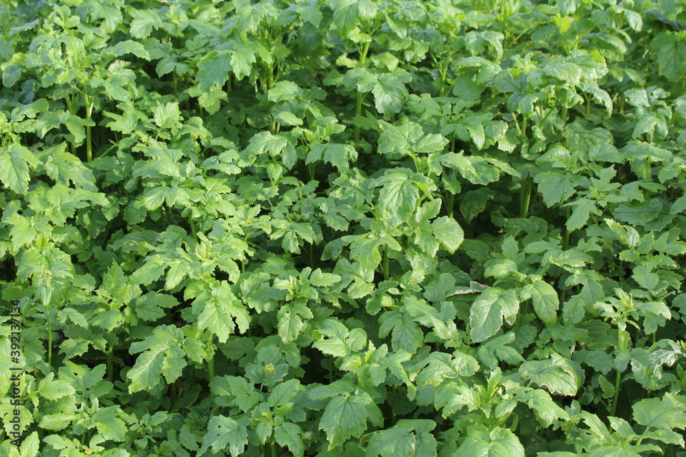 Grüner Pflanzenhintergrund Grüner Pflanzenhintergrund