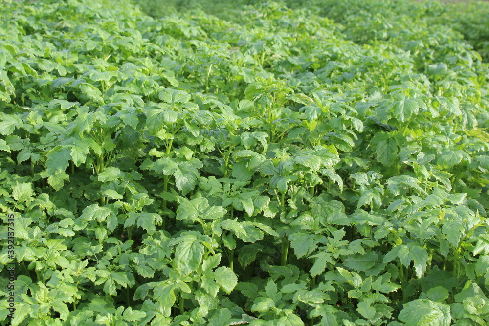 Grüner Pflanzenhintergrund Grüner Pflanzenhintergrund