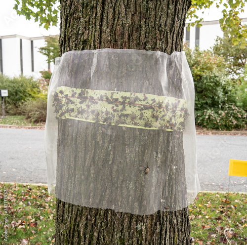 Spotted Lanternfly Trap sticky tape with netting to protect birds from harm.  photo