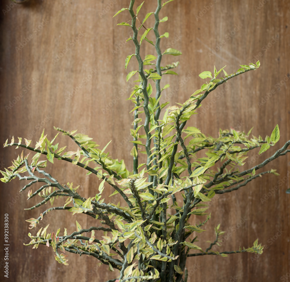 Obraz premium bamboo