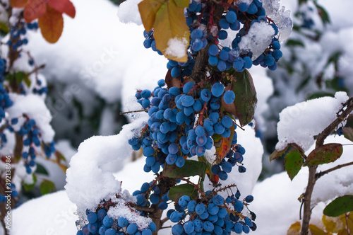 Covered with snow, green and red leaves and blue fruits Mahonia aquifolium, Oregon grape, in winter, selected focus