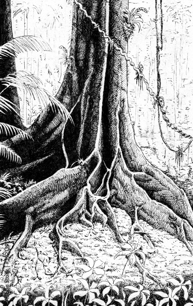 Square Root Comic Tree Illustration of huge roots from a big tree in the middle of rainforest ...