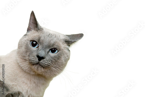 Cat on an isolated background peeking out from the corner, emotion of suspicion, pressed one ear