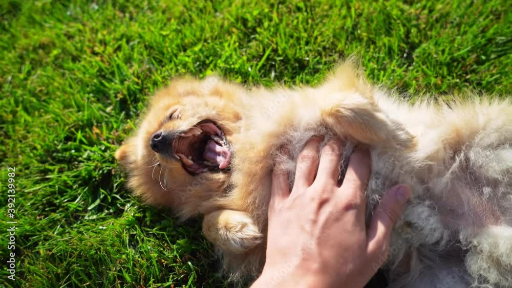 Pomeranian dog playing outside on green grass Pomeranian dog playing outside on green grass