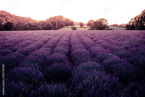 Lavendel Duft 