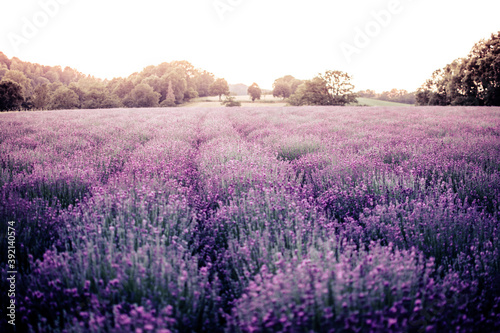 Lavendel Duft 