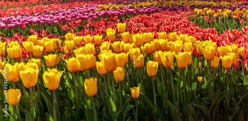 Assorted Colors of Tulip Bulbs #392141105