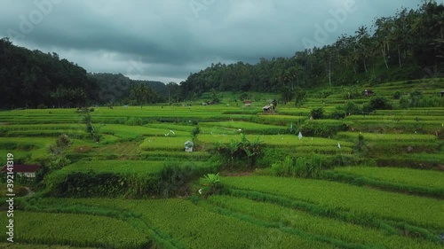 4k drone stock footage with top view of green rice fieldwith motion blur photo