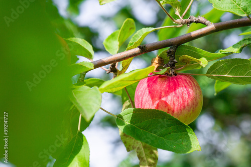 fresh apples on a branch of apple tree