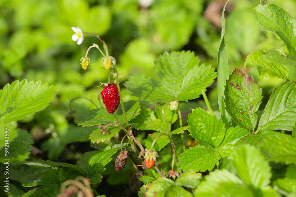 Fresh branch of strawberries in the field Fresh branch of strawberries in the field