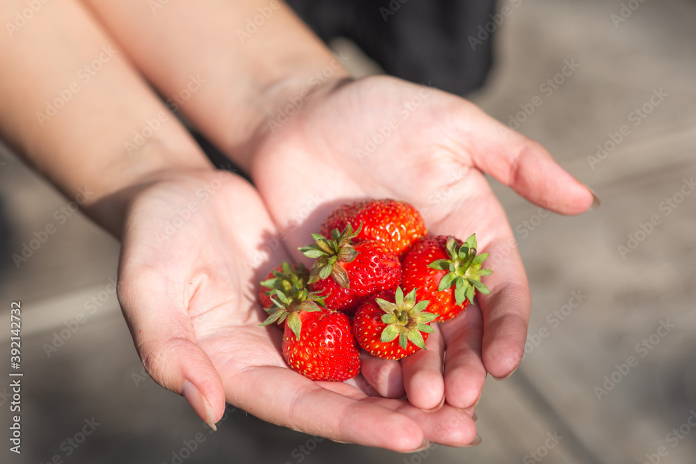 Girl holds tasty strawberries in hands Girl holds tasty strawberries in hands