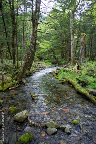 Fototapeta Naklejka Na Ścianę i Meble -  SONY DSC
the river in the forest