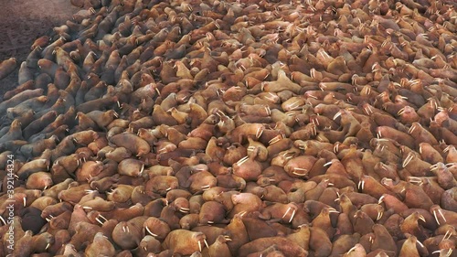 Colony of walruses on a rookery. Walruses on the seashore.