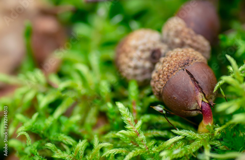 Foto Closeup image of a sprouting acorn in the nature