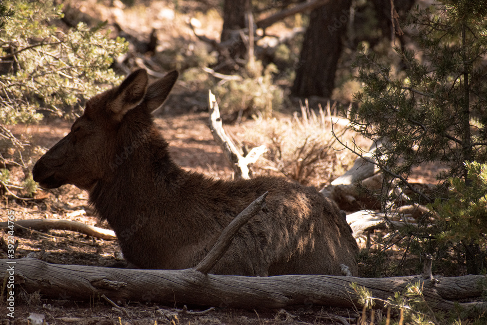 Obraz premium Wildlife in the Grand Canyon