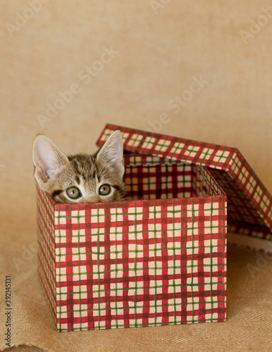 Brown tabby kitten sitting inside a red and green plaid Christmas Holiday box, brown burlap background.