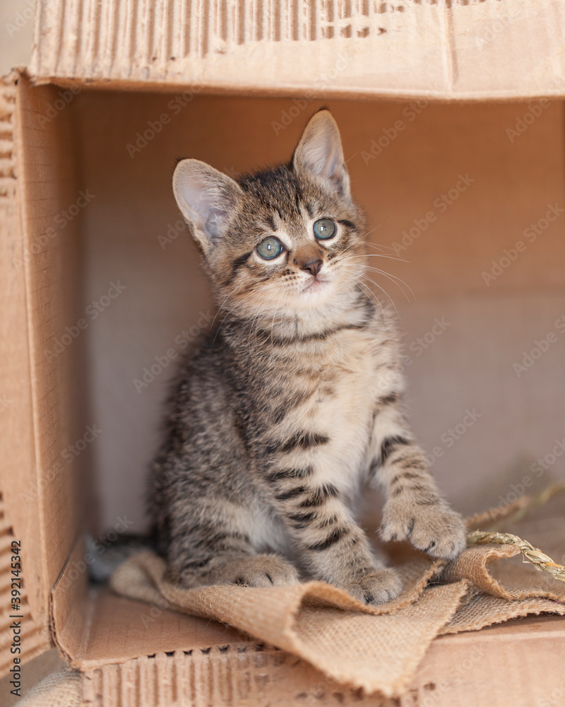 Alone, little tabby striped foster kitten living in a cardboard box, abandoned, homeless waiting to be adopted. 