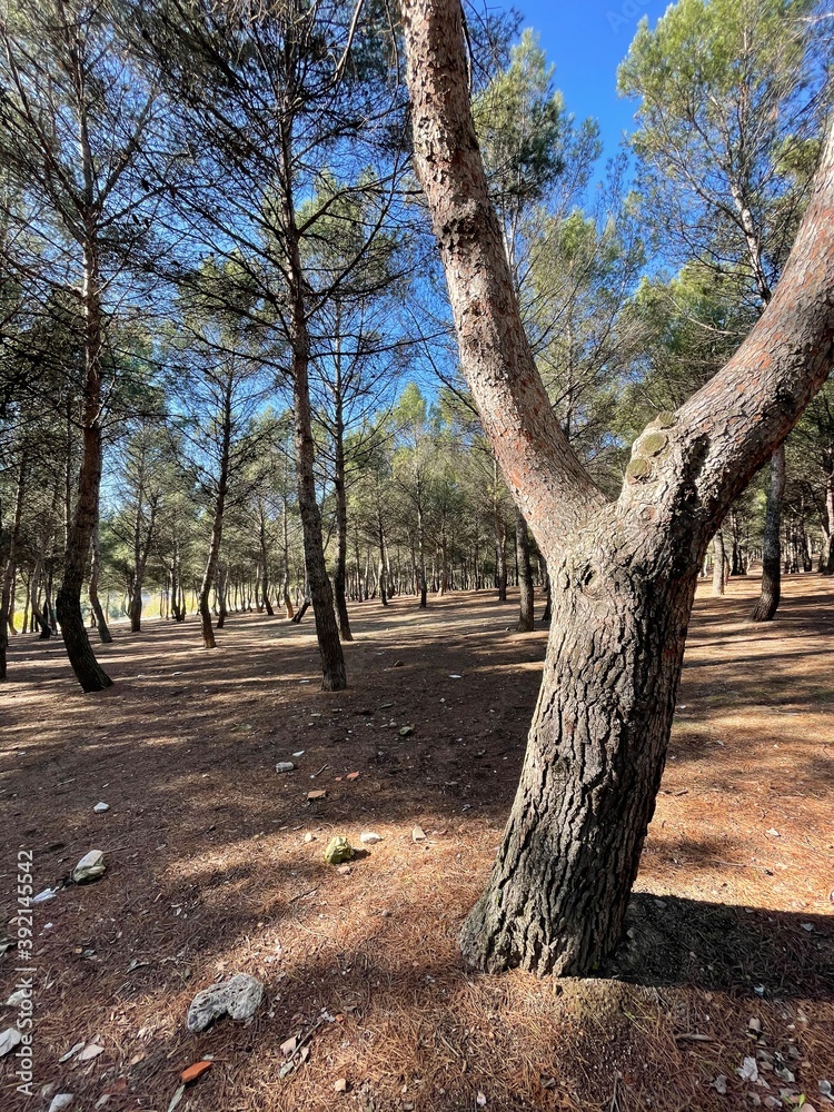 Fototapeta premium tree in the forest