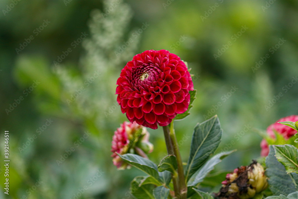 red and yellow dahlia