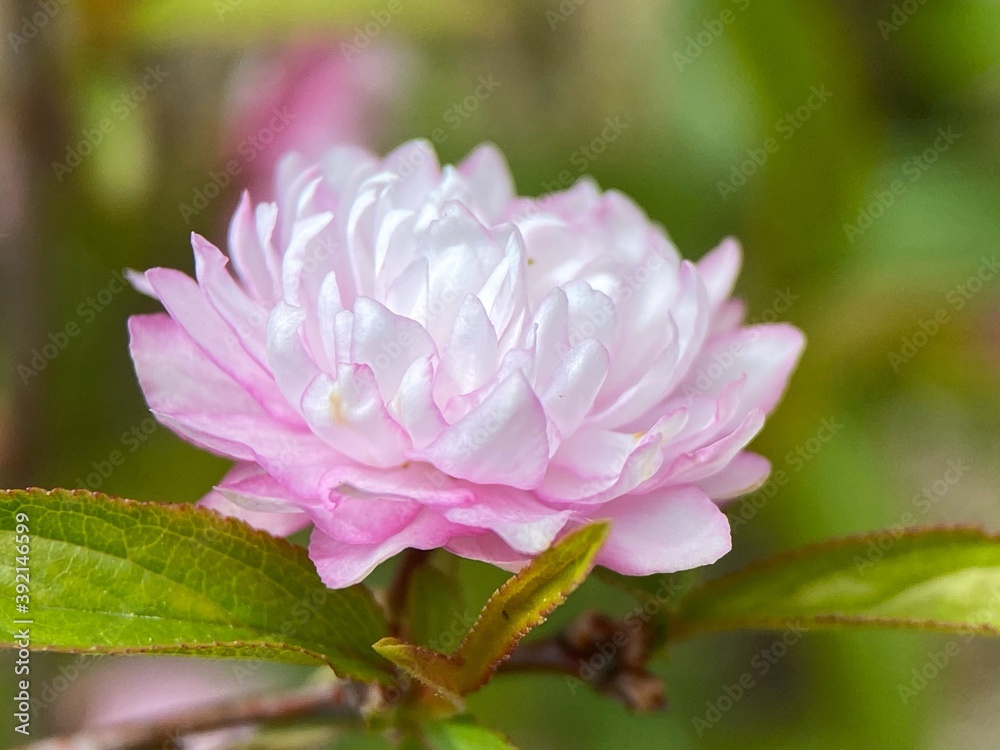 pink flower
