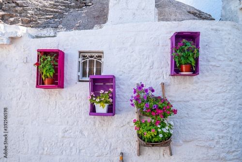 Flowers on the white wall in Greece.