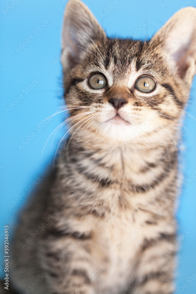 Small tabby rescue kitten sitting portrait, blue background.
