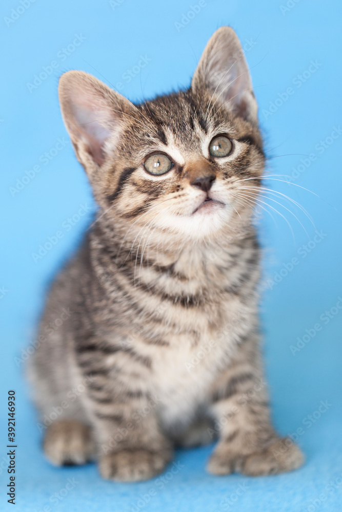 Small tabby rescue kitten sitting portrait, blue background.
