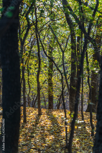 autumn in the forest © photocinemapro