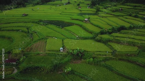 4k drone stock footage with top view of green rice fieldwith motion blur photo