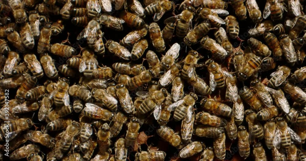 Close up shot of living beehive. Busy insects are preparing their colony for winter. Bees taking care of larvae and packing up cells - collective work concept 4k footage Close up shot of living beehive. Busy insects are preparing their colony for winter. Bees taking care of larvae and packing up cells - collective work concept 4k footage