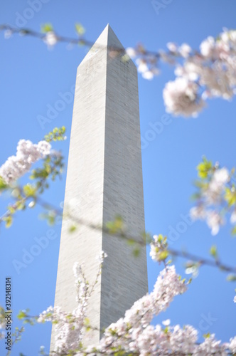 Washington Monument Blossoms 