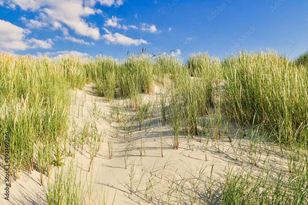 Beach Grass on Dune in Langeoog Germany Beach Grass on Dune in Langeoog Germany