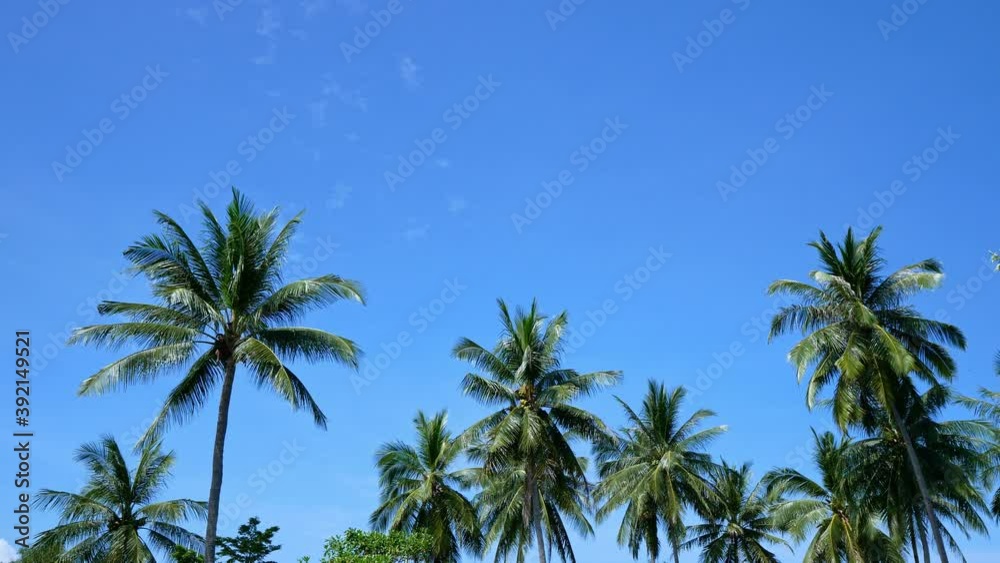 Beautiful tropical coconut palm tree on sky background
Beautiful tropical coconut palm tree on sky background