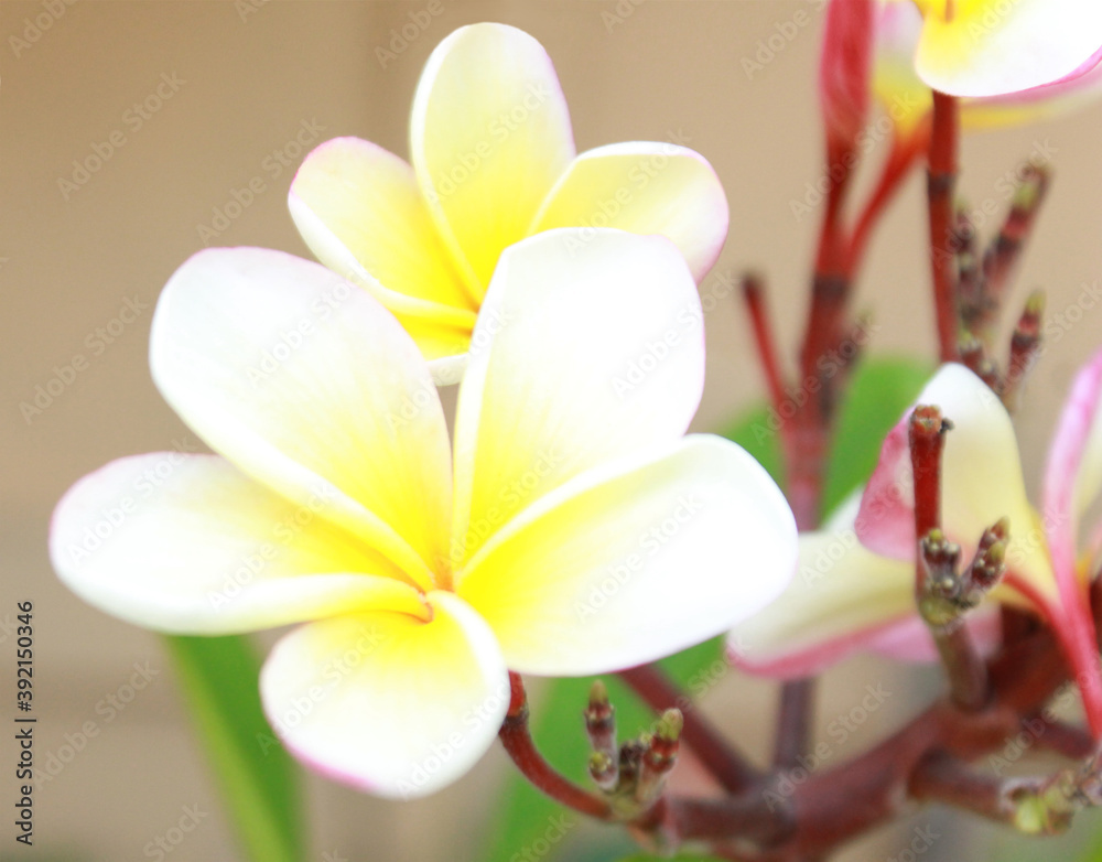 white frangipani flower, yellow, nature, garden, macro, tree, 
