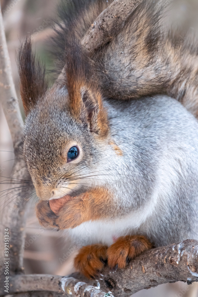 The squirrel with nut sits on tree in the winter or late autumn