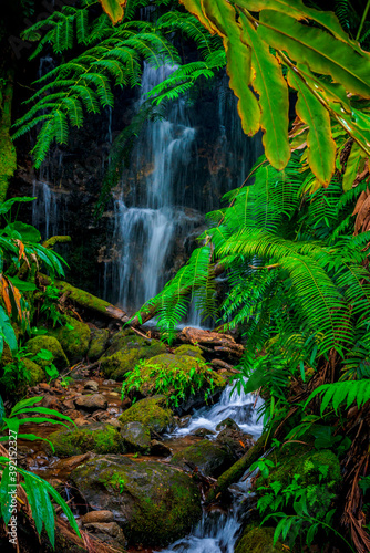 Fototapeta Naklejka Na Ścianę i Meble -  waterfall in jungle