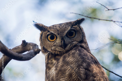 Magellanic horned owl (Bubo magellanicus)