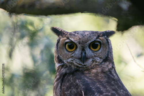 Magellanic horned owl (Bubo magellanicus)