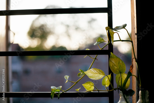 vines plant in the window
