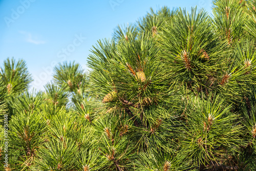 Green pine tree with long needles on a background of blue sky. Freshness  nature  concept. Latin  Pinus brutia