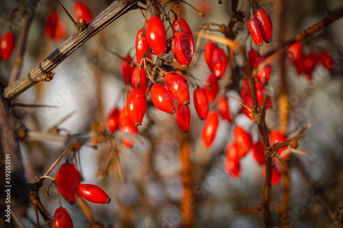 Foto Red berries of barberry in winter, closeup shot.