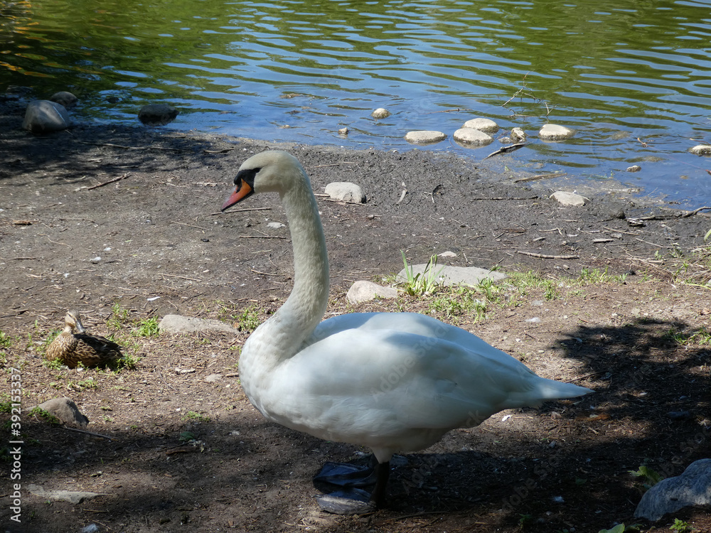Obraz premium Swan on the beach of river