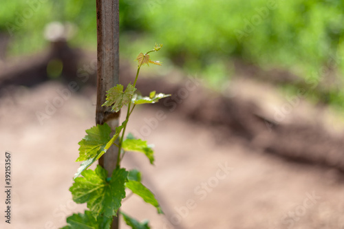 tree and leaf of wine grapes grape harvest