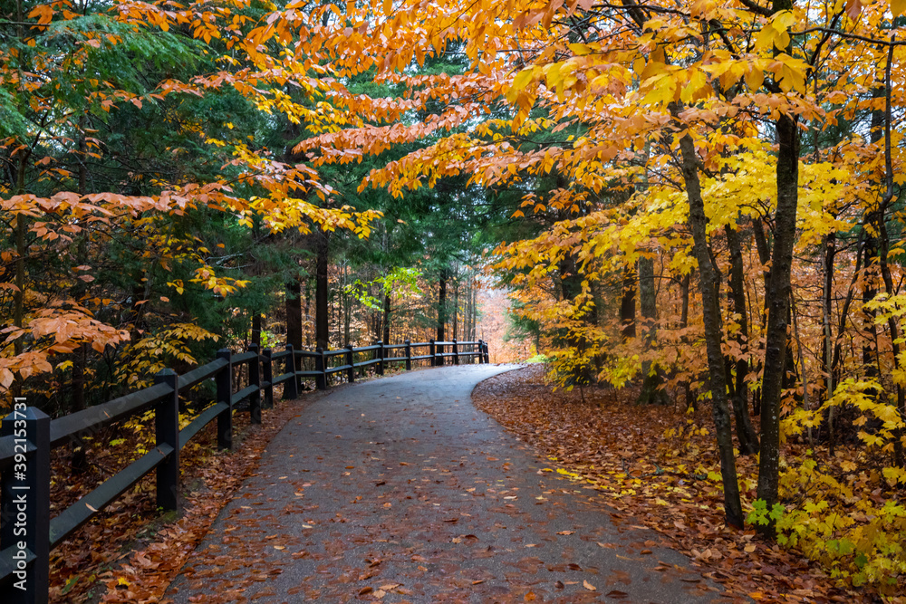 Autumn yellow leaves in the forest at Tahquamenon Falls State Park in Michigan. Fall colors