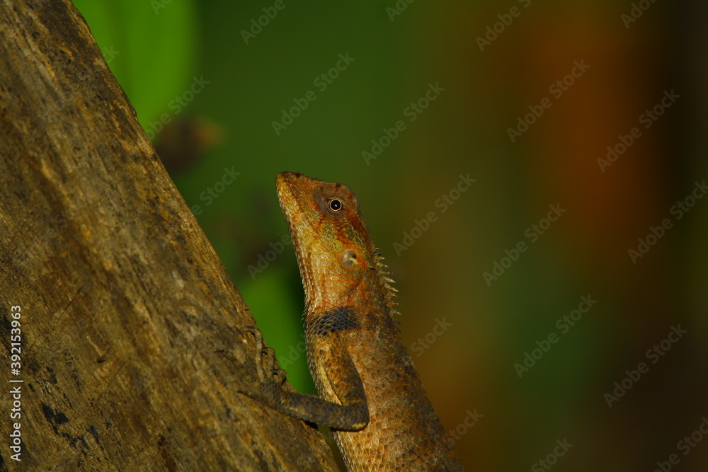 oriental garden lizard upper body shot oriental garden lizard upper body shot